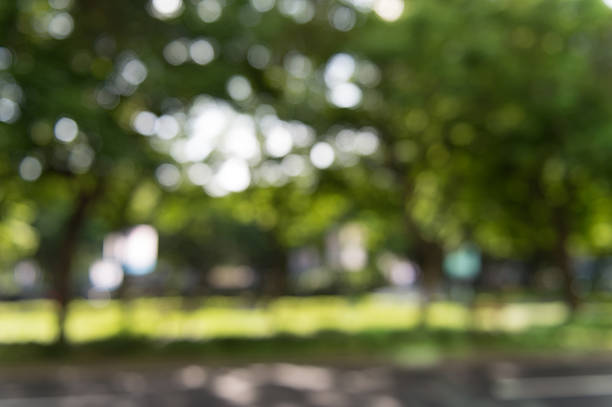 istock Abstract bokeh background of tree 607986842