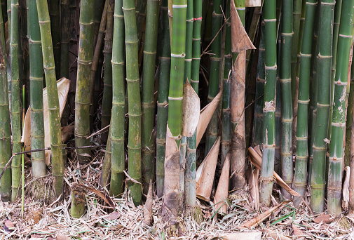 stem bamboo for background