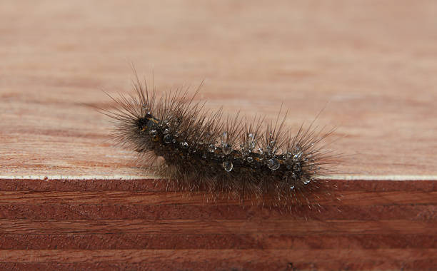 istock Caterpillar and  water on the wood 607993572
