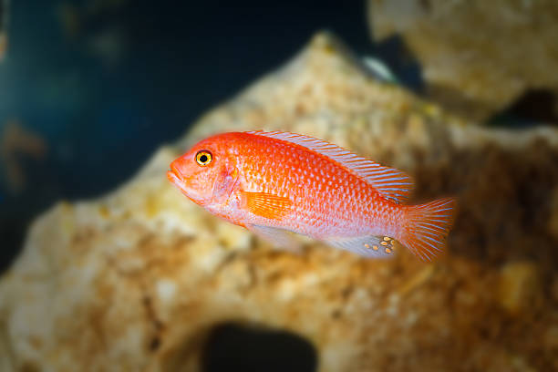 istock Little fish in aquarium 607994606