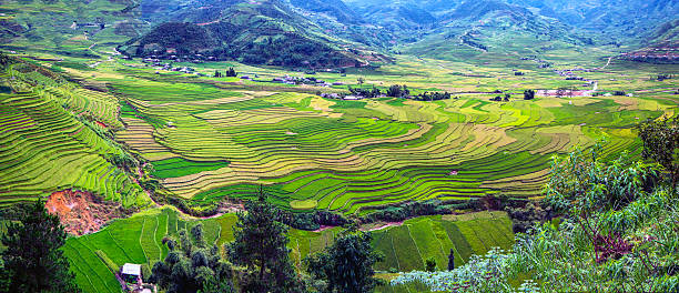 istock Panorama the terraced rice field view, Tu Le, Vietnam 607995846