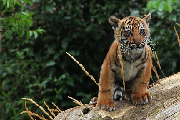 istock SUMATRAN TIGER CUB AT LONDON ZOO 607996030