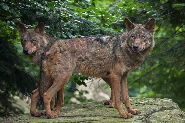 Iberian wolf (Canis lupus signatus). Wildlife animal.