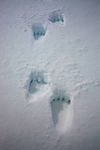 A fresh trail running a Kamchatka brown bear on loose spring snow. Russia