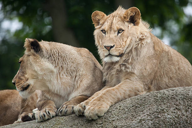 istock Lioness and juvenile male lion (Panthera leo). 607996832