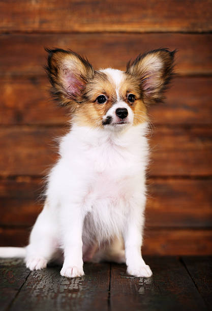 istock little puppy breeds papillon 607998300