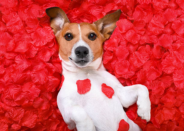 Jack Russell Bedding Set - Hearts Jack Russell Bedding Set - Hearts