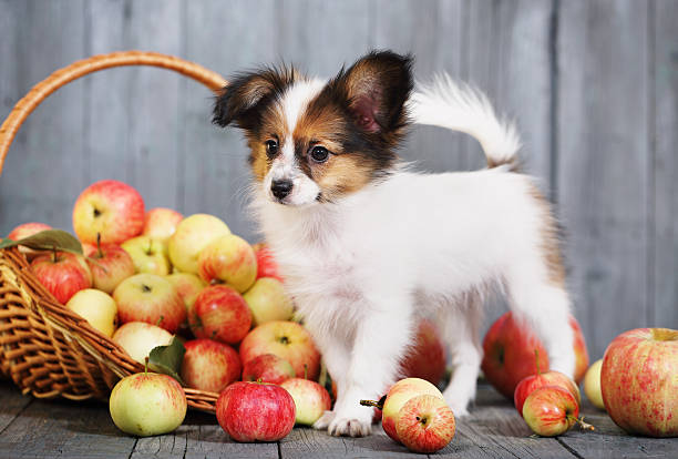 istock puppy near the basket with apples 607999736