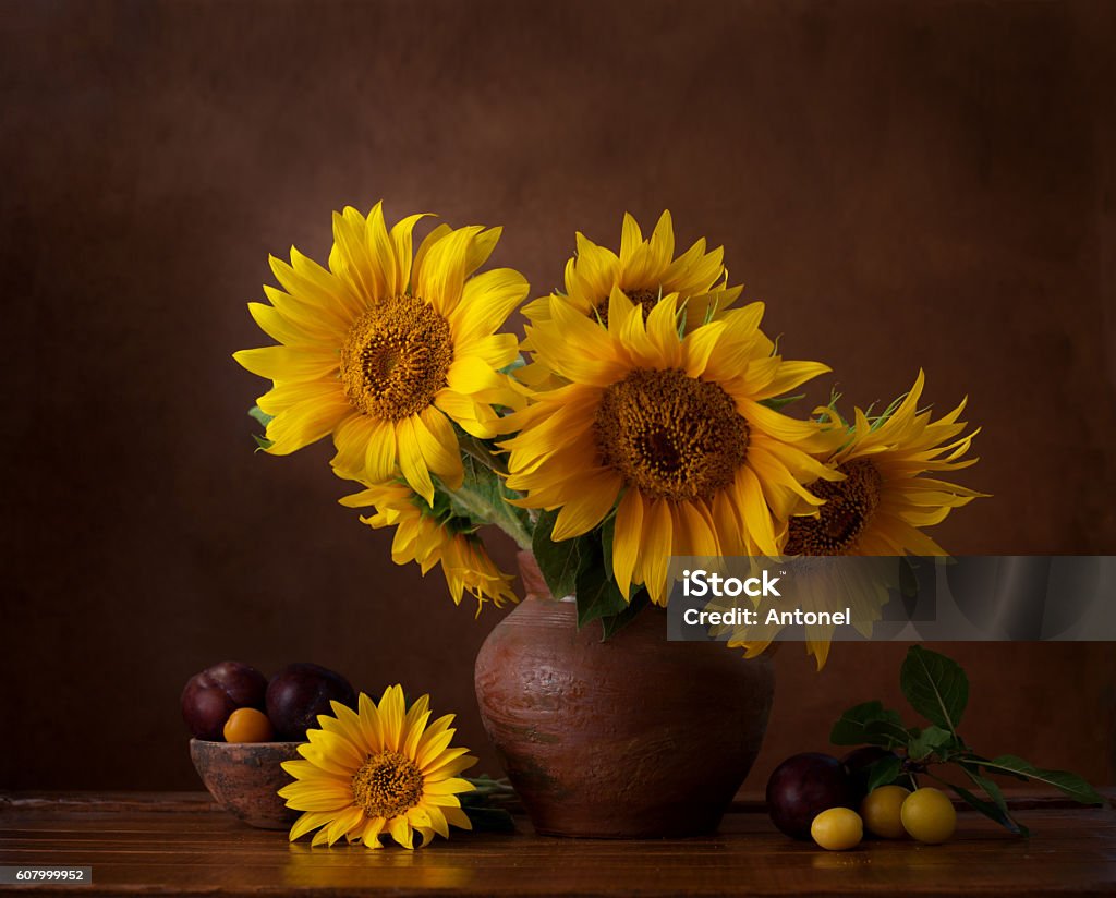 Bouquet of sunflowers in old clay jug. Bouquet of sunflowers in old clay jug.  In the foreground branches with ripe cherry plum Sunflower Stock Photo