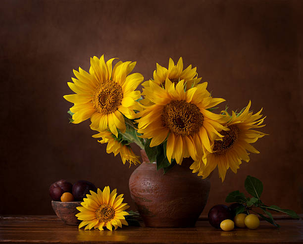 Bouquet of sunflowers in old clay jug. Bouquet of sunflowers in old clay jug.  In the foreground branches with ripe cherry plum still life photos stock pictures, royalty-free photos & images