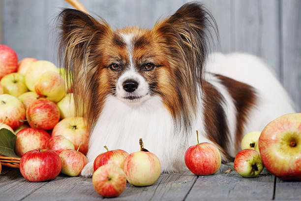 istock dog near the apple 608000082