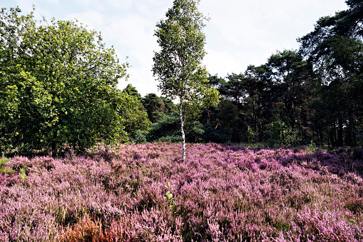 Area with woodland  and blooming heather in the Kalmthoutse Heide, Belgium.