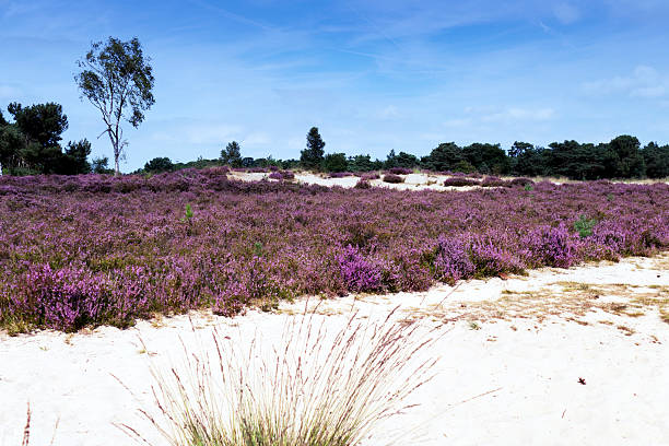 istock Blooming heather landscape in Kalmthoutse Heide, Belgium 608000316