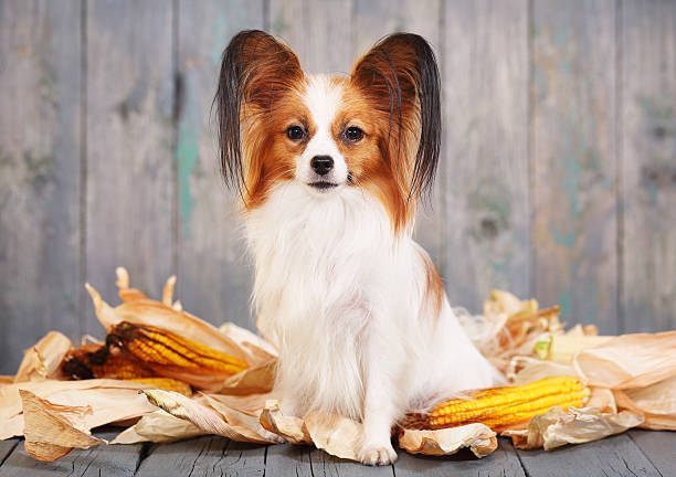 Cute doggie breeds papillon on a gray background. Postcard Rustic