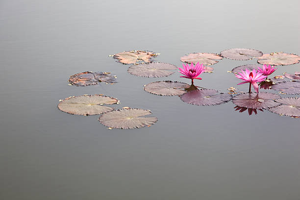 istock Pink Lotus Flower Floating on Water 608000658