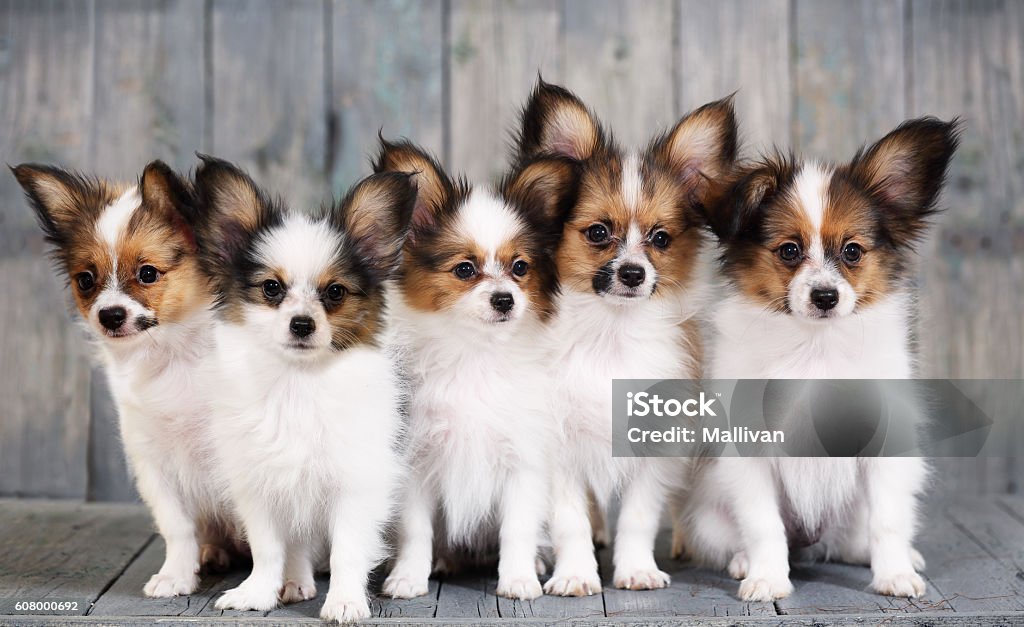 five little puppy five little puppy breeds papillon on a gray background Animal Stock Photo