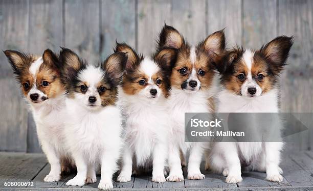 Five Little Puppy Stock Photo - Download Image Now - Animal, Brown, Canine - Animal