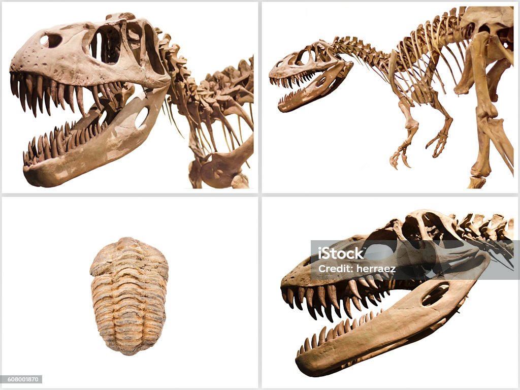 Collage composition of dinosaurs skeletons on white isolated background. Dinosaur Stock Photo