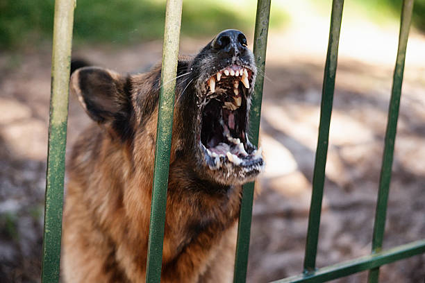 barking german shepherd - late afternoon imagens e fotografias de stock