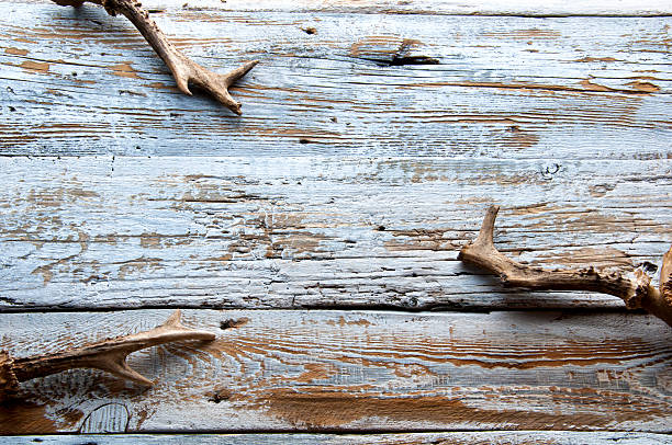 istock Deer antlers on white wooden background. Top view. Copyspace 608002686
