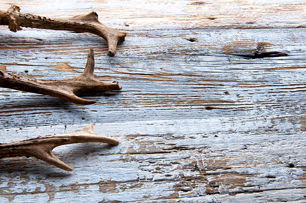 istock Deer antlers on white wooden background. Top view. Copyspace 608003144