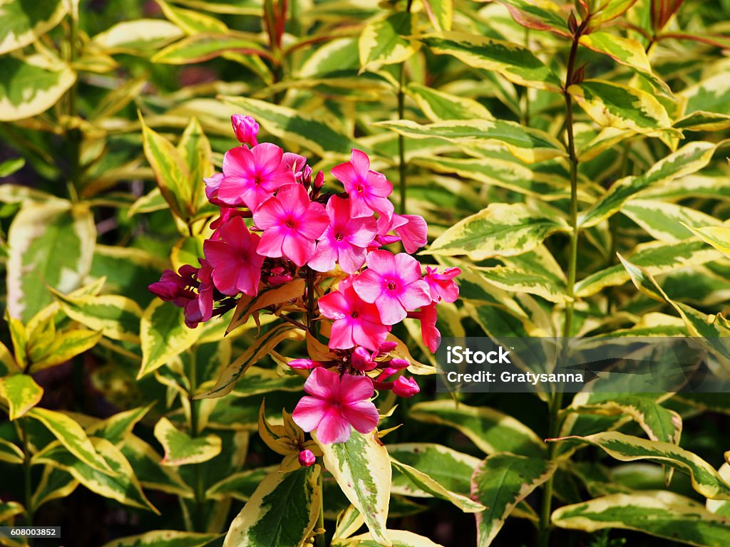 Phlox paniculata 'Becky Towe' Phlox paniculata 'Becky Towe' in the garden Backgrounds Stock Photo