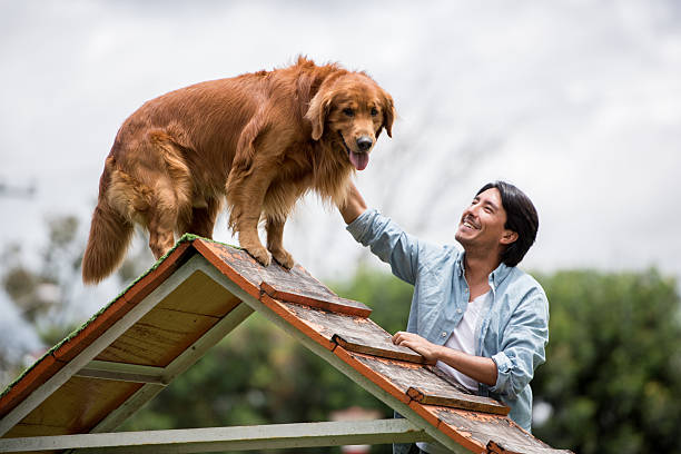 cane felice a un percorso ad ostacoli - corso di addestramento foto e immagini stock