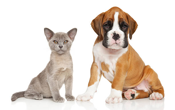 istock Kitten and puppy series on white 608004356