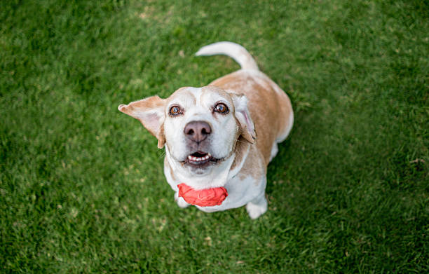 istock Beautiful dog at the park 608004400