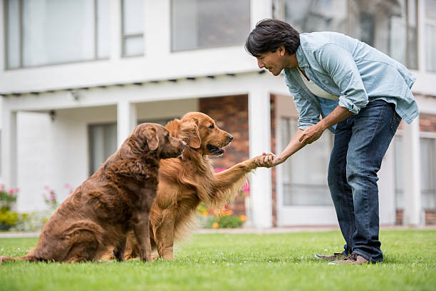 Man training a couple of dogs