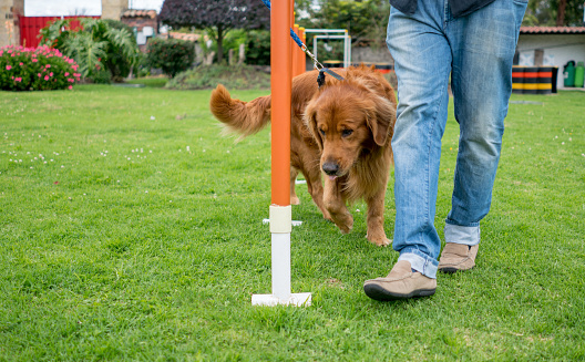 Cute dog in training at an obstacle course