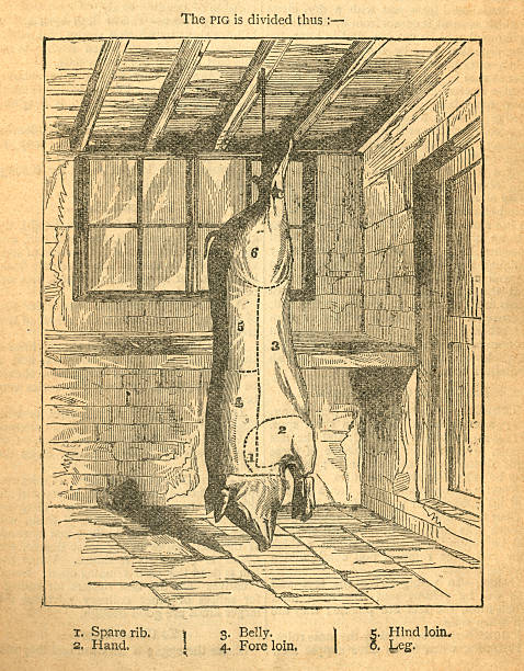 A diagram from an old Victorian cookery book showing how to joint a pig. From “Warne’s Every-Day Cookery containing One Thousand Nine Hundred Receipts and Other Valuable Instructions”. Compiled and edited by Mary Jewry and published by Frederick Warne & Co, London & New York, in 1889.
