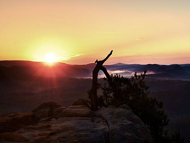 istock Autumn daybreak in sandstone rocks,broken pine tree.  Fall valley 608005284