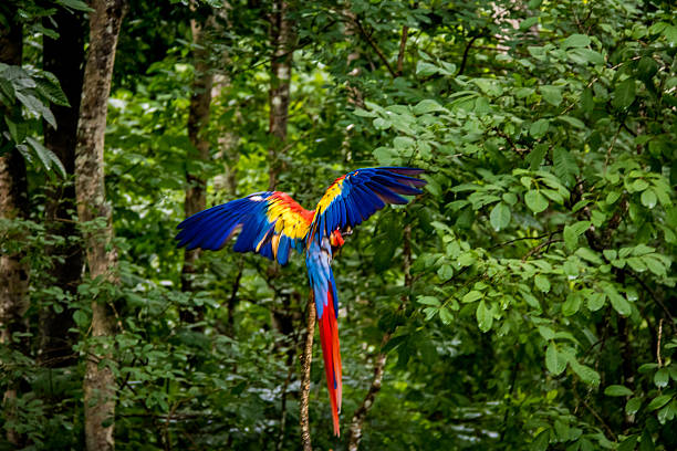 istock Scarlet Macaw Flying - Copan, Honduras 608005434