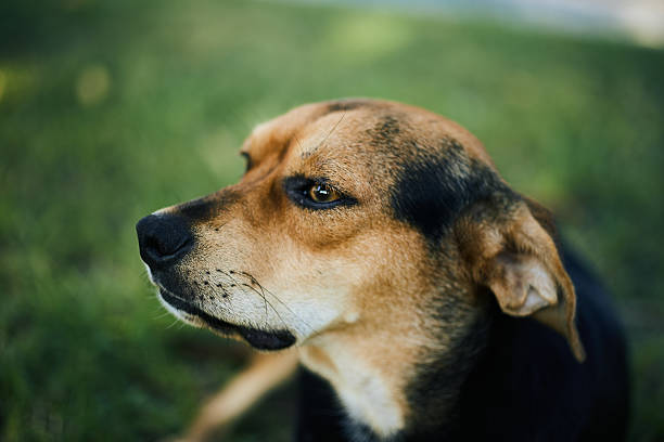 istock dog looking thoughtful and soulful 608006812