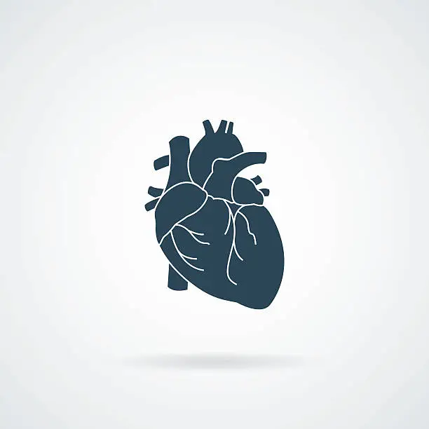 Vector illustration of heart organ human isolated icon