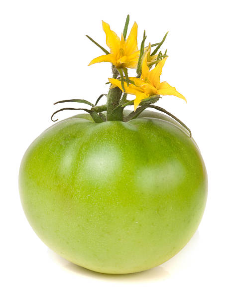 one green unripe tomato with a flower isolated on white