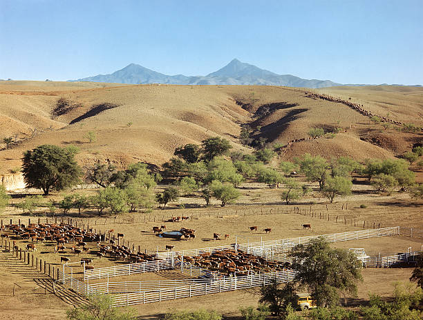 cattle drive, Arizona 1947