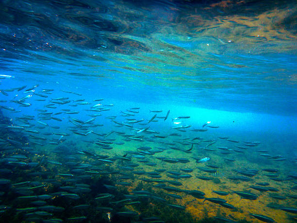 Ilhabela, Brazil - December 22, 2013: Photography made during diving in Ilhabela, São Paulo coast at Brazil, exposing the rich marine fauna and flora.