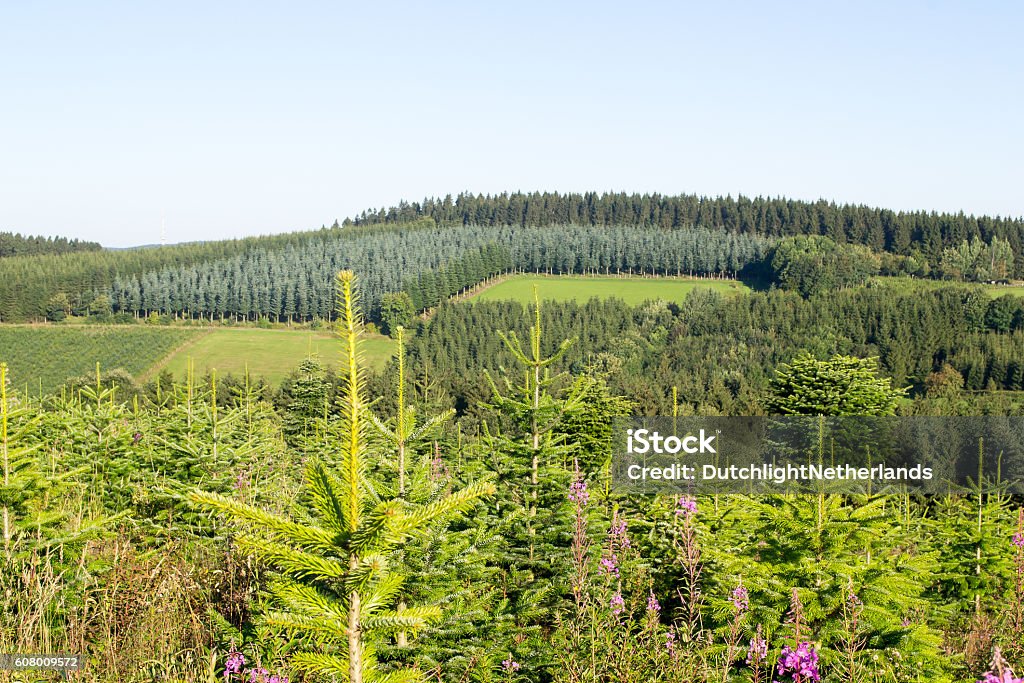 Landschaft mit einer Pinienplantage. - Lizenzfrei Fichte Stock-Foto