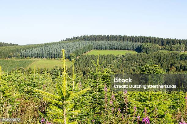 Landschaft Mit Einer Pinienplantage Stockfoto und mehr Bilder von Fichte - Fichte, Wald, Baum