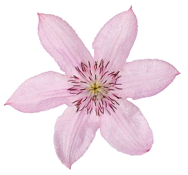 istock Bright flower clematis, photographed close-up. Isolated 608010024