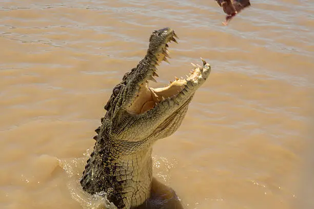 Photo of Jumping crocodile