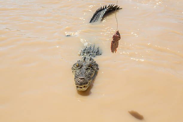 istock Saltwater Crocodile looking to grab raw meat 608010742
