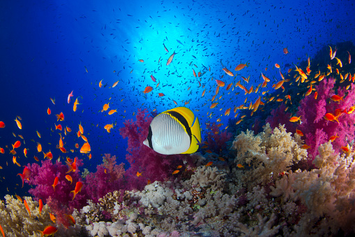 A Lined butterflyfish in Redsea