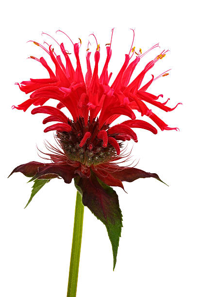 helle blume monarda, aus nächster nähe fotografiert. isoliert - flower head close up cut flowers cut out stock-fotos und bilder