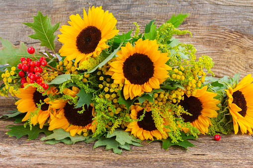 Bunch of fresh sunflowers with green leaves and red berries on wood
