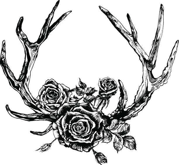 illustrations, cliparts, dessins animés et icônes de bois de renne dessinés à la main. - deer skull