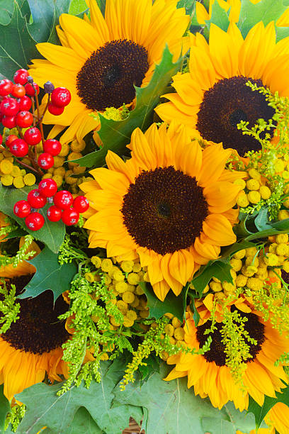 istock Sunflowers with green leaves 608472082