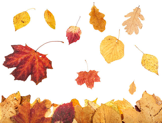 istock leaf litter and falling autumn leaves isolated 608479606